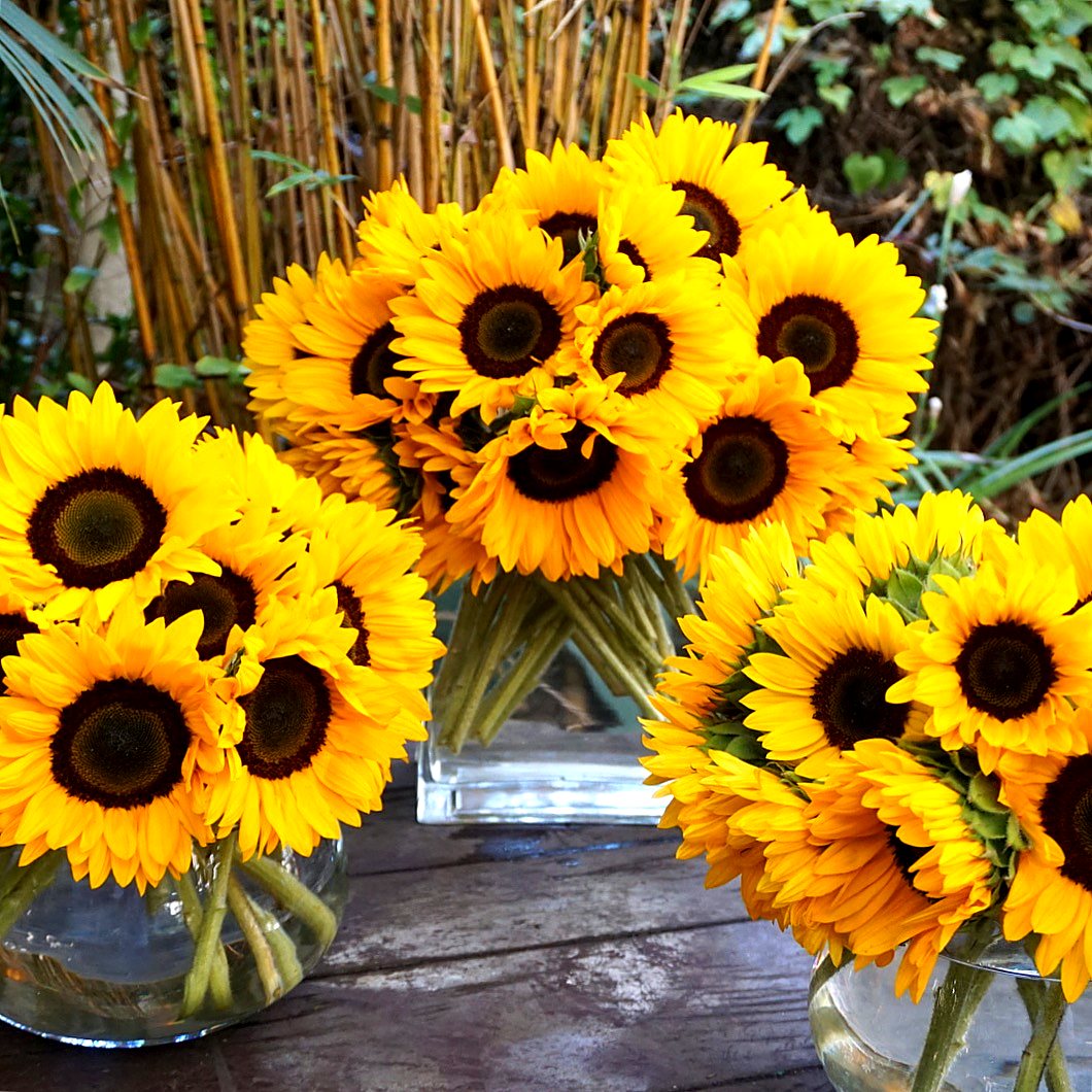 Sunflowers in three glass vases on a weathered wood table